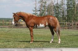 RDK Snow Angel, part arab,chestnut overo pinto mare for sale