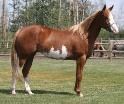 RDK Snow Angel, part arab,chestnut overo pinto mare for sale