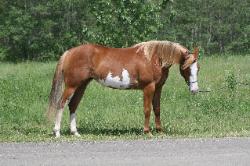 RDK Snow Angel, part arab,chestnut overo pinto mare for sale