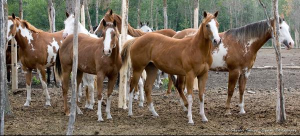 Red E Impression daughters - summer 2009 by Linda Finstad