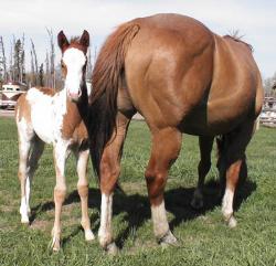 RDK Whata Cool Breeze - pinto and paint filly for sale