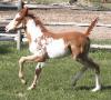 RDK Whata Cool Breeze - pinto and paint filly for sale