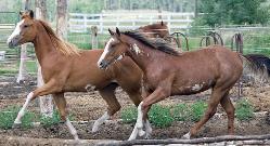 RDK Sass E Impression & RDK Class E Lady - paint fillies for sale