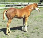 2008 paint filly, pinto filly, sabino overo horse for sale