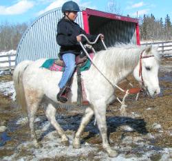 Diaro grey arabian pony club gelding pony jumper prospect for sale
