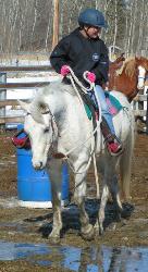 Diaro grey arabian pony club gelding pony jumper prospect for sale