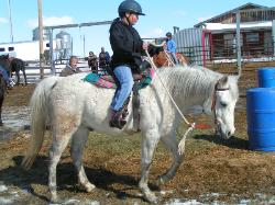 Diaro grey arabian pony club gelding pony jumper prospect for sale