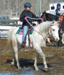 Diaro grey arabian pony club gelding pony jumper prospect for sale