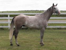 RDK Fortune Collector - Bobby grey overo pinto gelding for sale