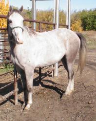 RDK Fortune Collector - Bobby grey overo pinto gelding for sale