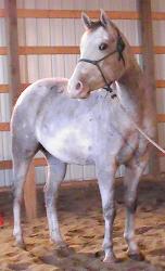 RDK Fortune Collector - Bobby grey overo pinto gelding for sale