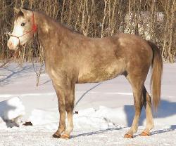 RDK Fortune Collector - Bobby grey overo pinto gelding for sale