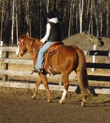 RDK Kameo 2001 sorrel overo paint and pinto gelding for sale