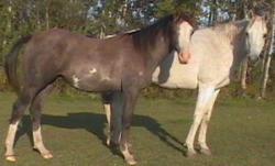Registered arabian mare - retired, dam of champions