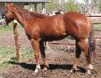 RDK Kimmie Dee Bar - chestnut paint mare for sale, eventing, hunter, barrel racing
