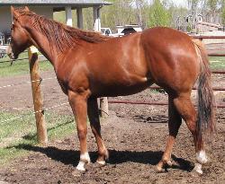Kimmie at 2 yrs, sorrel filly for sale, big bodied, powerful, ground covering movement