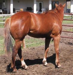 Kimmie at 2 yrs, sorrel filly for sale, big bodied, powerful, ground covering movement