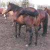 Bay quarter horse mare for sale