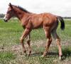 RDK MySocks AreBlack - Mesa, 2010 bay pinto and paint filly for sale