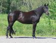 Riverwind - Canadian warmblood mare for sale