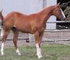 RDK Sass E Impression - chestnut minimal overo paint filly for sale