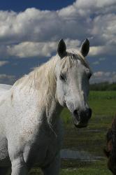 Registered arabian mare - retired, dam of champions