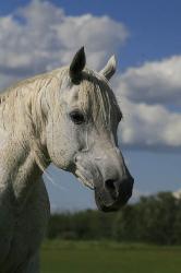 Registered arabian mare - retired, dam of champions