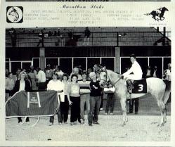 Registered arabian mare - retired, dam of champions