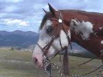 Red E Impression, paint stallion, pinto stallion, standing at stud near Sherwood Park, Alberta