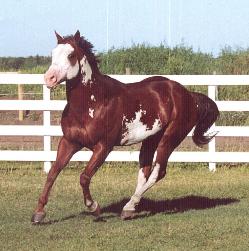 Red E Impression - Paint / Pinto stallion standing at stud in Alberta