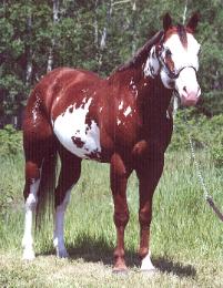 Red E Impression - Paint / Pinto Stallion standing at stud in Alberta