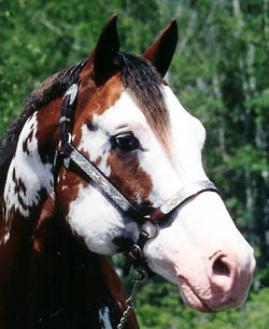 Red E Impression, Champion Pinto stallion, Superior Paint, standing at stud