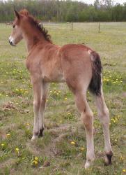 RDK Tried N True - paint and pinto colt for sale