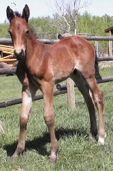 American Quarter Horse colt for sale