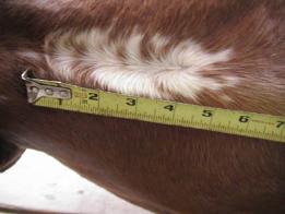 sabino overo pattern on belly