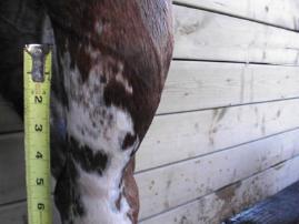 sabino overo pattern on front of left hind leg